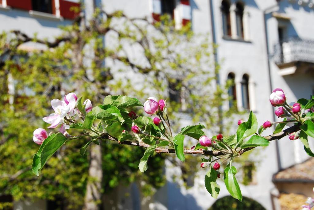 Apartments Schloss Paschbach อัปเปียโน ซุลลา สตราดา เดล วีโน ภายนอก รูปภาพ